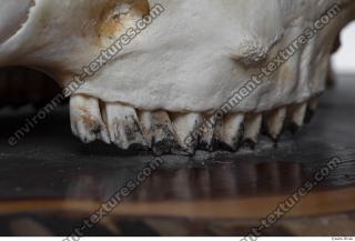 mouflon skull 0042